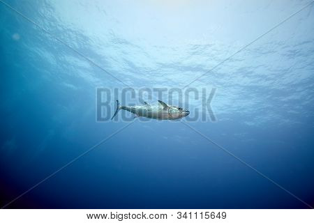 Dogtooth Tuna In The Deep Blue At Smilan Islands Thailand