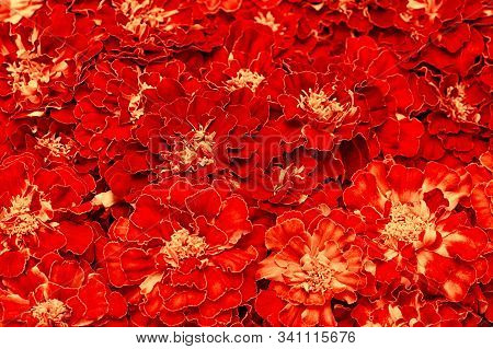 Marigold Floral Background. Blooming Tagetes Erecta Close-up. Indian Holidays.