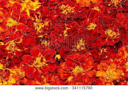 Marigold Floral Background. Blooming Tagetes Erecta Close-up.