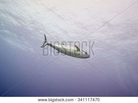Dogtooth Tuna In The Deep Blue At Smilan Islands Thailand