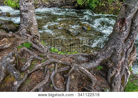 Tree Roots Entwined Along Mchugh Creek In Turnagain Arm Alaska.