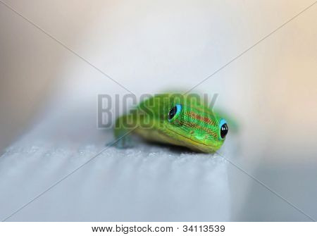 Renkli bir Hawaiian Gecko