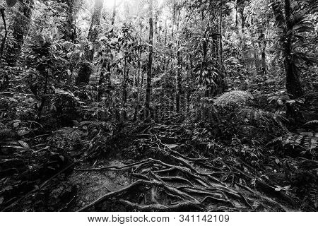 Roots And Tropical Vegetation In Basse Terre Jungle, Guadeloupe Island. French West Indies, Lesser A