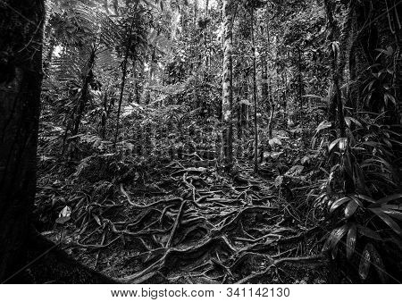 Roots In Basse Terre Jungle, Guadeloupe. Lesser Antilles, Caribbean. Black And White Effect