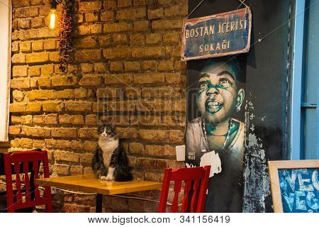 Istanbul, Turkey  September 8th 2019. One Of The Many Street Cats In The Cihangir District Of Beyogl