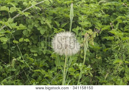 Dandelion Seedhead Closeup On Green Plants Background