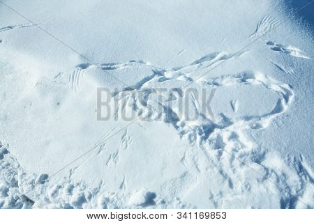 Traces Of Bird In The Snow In The Winter Forest.