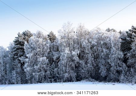 Silver Earrings Hanging From Birch Branches Create A Magnificent Pattern Of A Fabulous Winter Forest