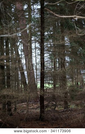 Road In Forest Background High Quality Dorsten Rhade