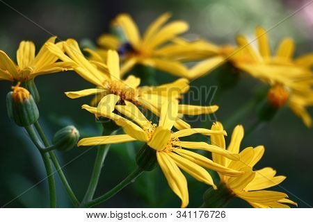 The Ligularis Dentata Plentifully Blossoms Yellow Bright Flowers.