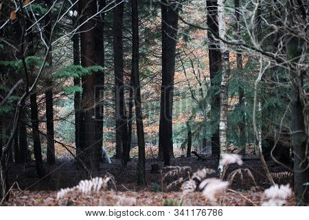Road In Forest Background High Quality Dorsten Rhade