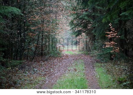 Road In Forest Background High Quality Dorsten Rhade