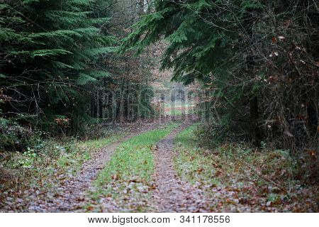 Road In Forest Background High Quality Dorsten Rhade