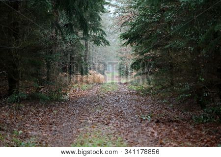 Road In Forest Background High Quality Dorsten Rhade