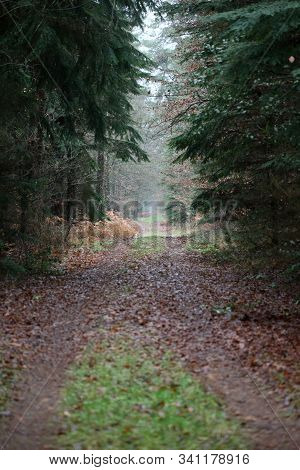 Road In Forest Background High Quality Dorsten Rhade