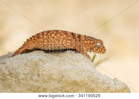 Close Up Of The Oriental Garden Lizard, Eastern Garden Lizard Or Changeable Lizard (calotes Versicol