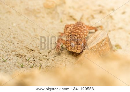 Close Up Of The Oriental Garden Lizard, Eastern Garden Lizard Or Changeable Lizard (calotes Versicol