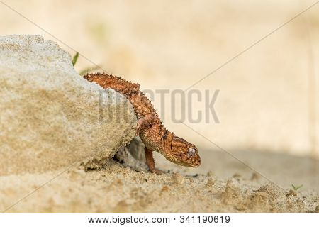 Close Up Of The Oriental Garden Lizard, Eastern Garden Lizard Or Changeable Lizard (calotes Versicol