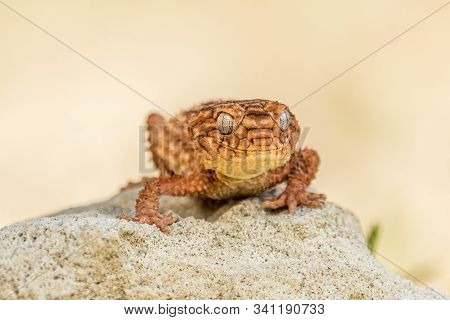 Close Up Of The Oriental Garden Lizard, Eastern Garden Lizard Or Changeable Lizard (calotes Versicol