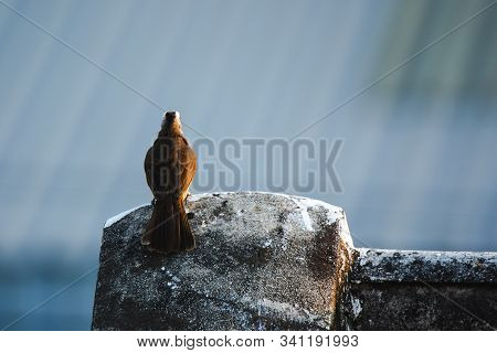 Yellow-vented Bulbul (Pycnonotus goiavier) on the roof , Yellow-vented Bulbul is a native species th