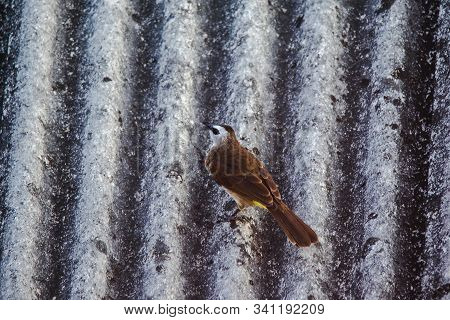 Yellow-vented Bulbul (Pycnonotus goiavier) on the roof , Yellow-vented Bulbul is a native species th