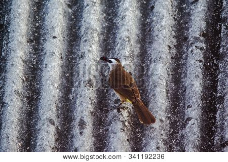 Yellow-vented Bulbul (Pycnonotus goiavier) on the roof , Yellow-vented Bulbul is a native species th
