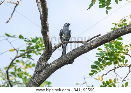 Ashy Drongo On a branch, Ashy Drongo is a fish-like tail of a fish. The fur ranges from gray.
