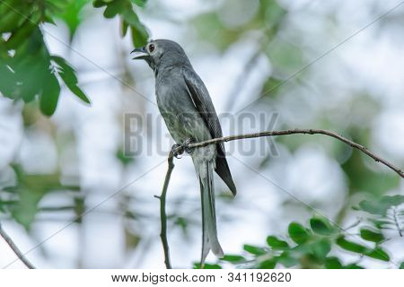 Ashy Drongo On a branch, Ashy Drongo is a fish-like tail of a fish. The fur ranges from gray.