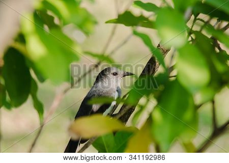 Oriental Magpie Robin Is On A Branch, Oriental Magpie Robin Is A Bird That Eats Insects. On A Shiny 