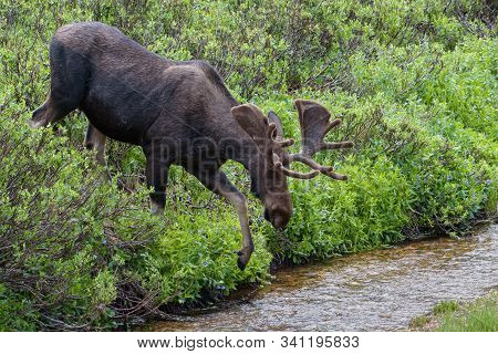 Wild Moose Living In The Forests Of The Colorado Rocky Mountains