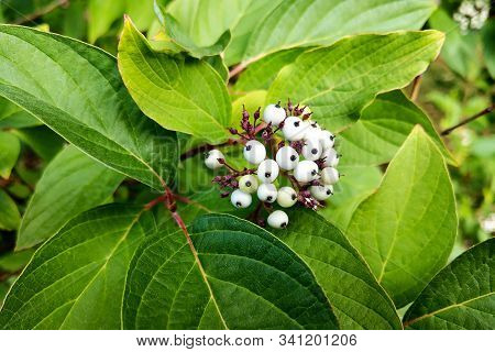 White Indigo Berry, Randia Aculeata In The Garden.