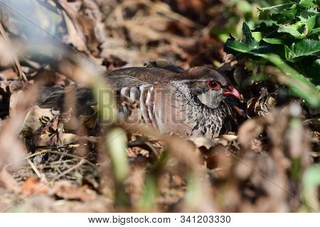 Portrait Of A French Partridge (alectoris Rufa) Sitting On The Ground