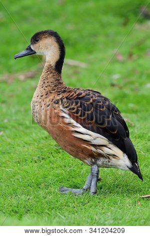 Portrait Of A Wandering Whistling Duck (dendrocygna Arcuata)
