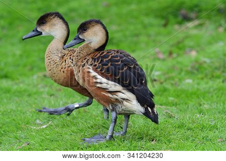 Portrait Of Two Wandering Whistling Ducks (dendrocygna Arcuata)