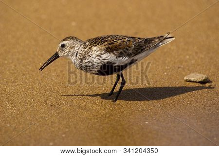 The Dunlin Or Calidris Alpina. One Bird Dunlin On The Sandy Sea Shore Looking For Food