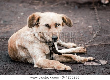 Mongrel Dog On A Chain In A Farm Close Up