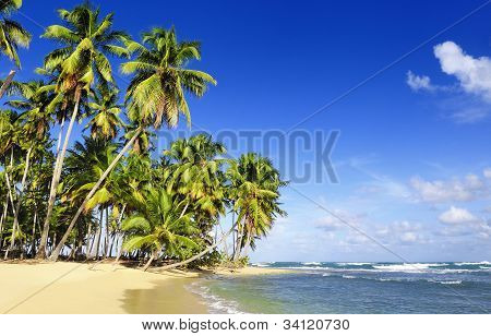 Palm kokosy