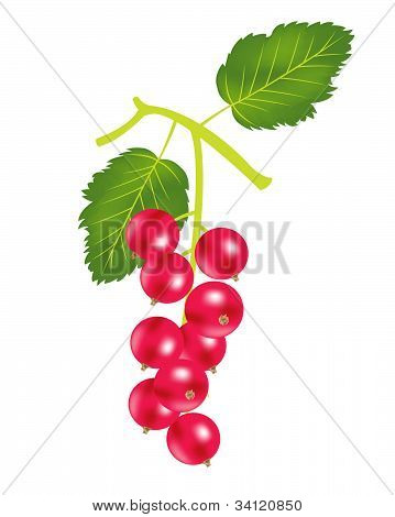 Berry Wood Sorrel On White Background