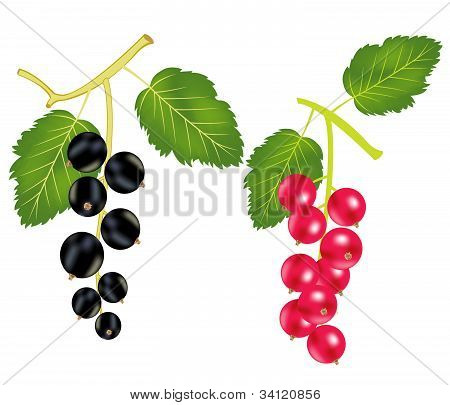 Branch Of The Currant And Wood Sorrels