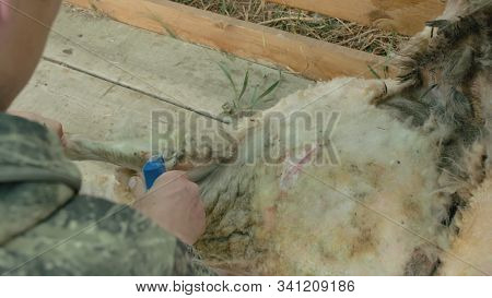 Men Shearer Shearing Sheep At Agricultural Show In Competition. Electric Professional Sheep Manual H