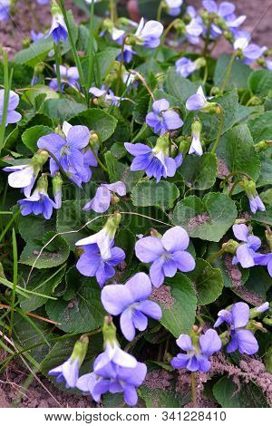 Herbaceous Perennial Plant - Viola Odorata Or Wood Violet, Sweet Violet, English Violet, Garden Viol