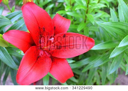 Beautiful Dark Red Lily, Red Stargazer Lily, Blooming Red Lily In The Garden