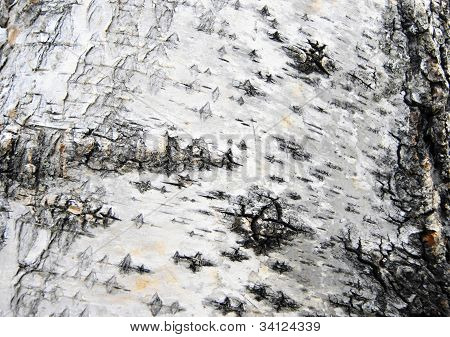 Textura de la corteza de los abedules