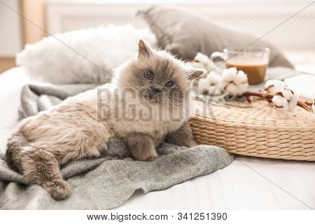 Birman Cat On Bed At Home. Cute Pet
