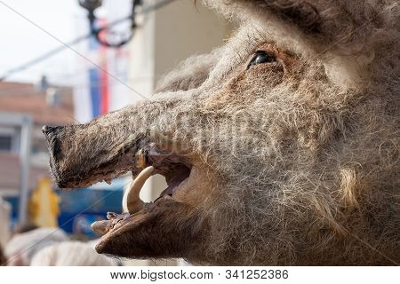 Head Of A Dead Mangulica Pig On Display In The Serbian Countryside. Mangulica, Or Mangalica, Is A Br