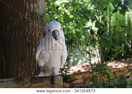 Beautiful White Parrot Stands On One Leg