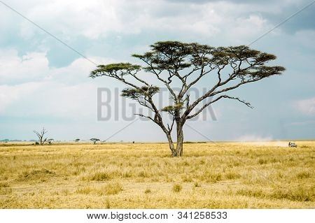 Golden Meadows In The Savanna Fields, Bright Sky.trees In The Middle Of The Field.with 1 Tree In The
