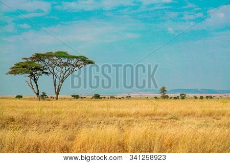 Golden Meadows In The Savanna Fields, Bright Sky.trees In The Middle Of The Field.with 1 Tree In The