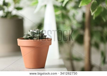 Beautiful Echeveria Plant On White Table At Home. Space For Text
