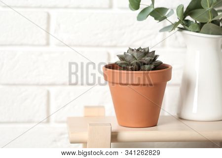 Beautiful Succulent On Wooden Shelf Against Brick Wall. Home Plant
